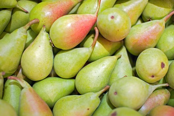 China drives larger pear crop