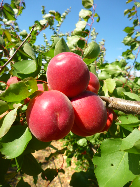 Carmingo®Primassi (cov): The early apricot variety with taste! Successful varietal presentations in Roussillon (France)