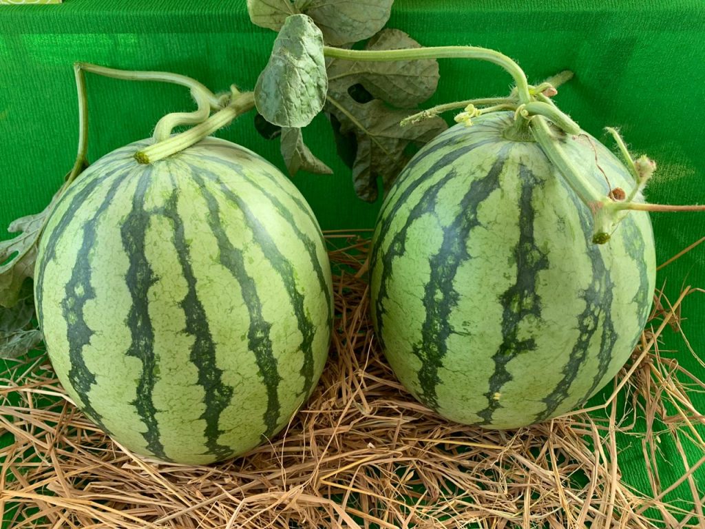 Happy family – 1st Commercial seedless Watermelon hitting the Indian Market! 