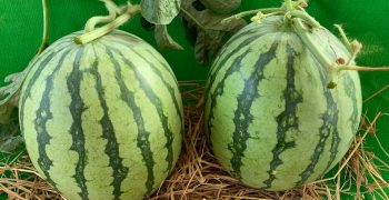 Happy family – 1st Commercial seedless Watermelon hitting the Indian Market!