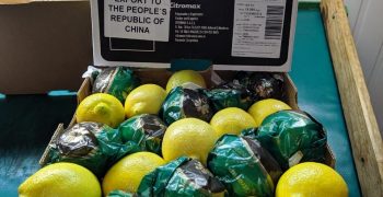 Citromax Group completes first exports of Argentine fresh lemons to China