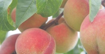 CONSORFRUT: Stone fruit production and export. Between our biggest strengths