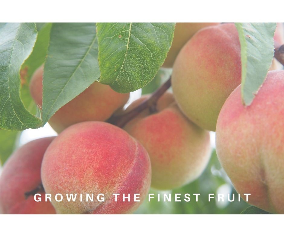 CONSORFRUT: Stone fruit production and export. Between our biggest strengths