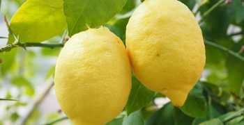 Reduced EU lemon crop in 2019/20 despite larger growing area