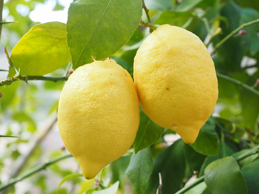 Reduced EU lemon crop in 2019/20 despite larger growing area