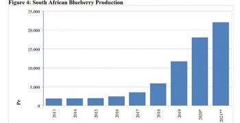South Africa’s blueberry production continues to expand
