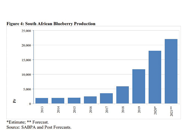 South Africa’s blueberry production continues to expand