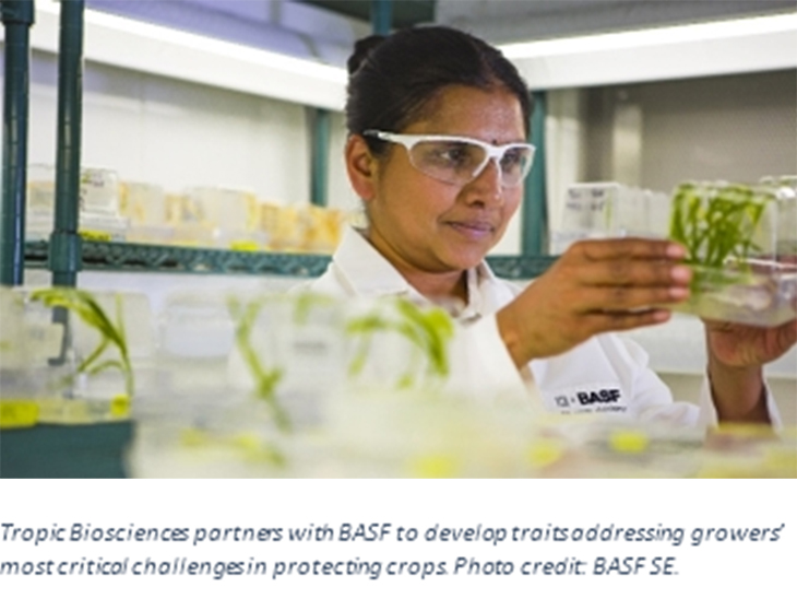 Tropic Biosciences partners with BASF to develop innovative traits for growers