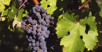 South Korea becomes major grape exporter while Chinese exports recover