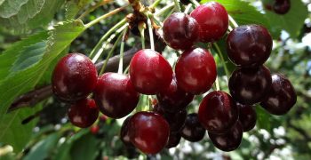 Japan’s cherry crop rebounds