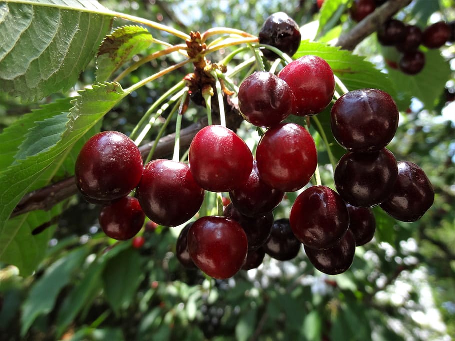 Japan’s cherry crop rebounds