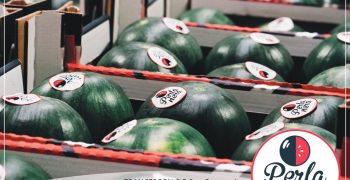 Francescon increases production of smooth melon and black pearl watermelon