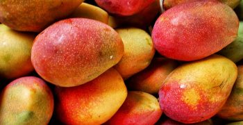 Pakistan’s mango exports vastly exceed predictions