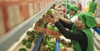 Peruvian mango exports to EU face stricter controls