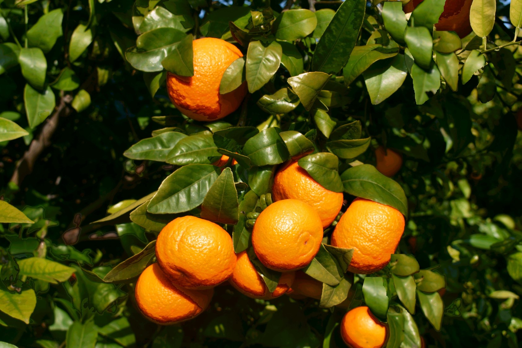 Another year of booming sales for Orri tangerine