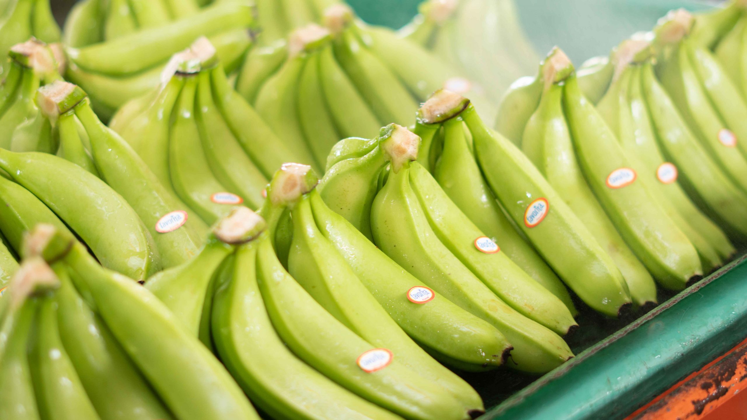 Latin American banana sector criticises Rainforest Alliance process