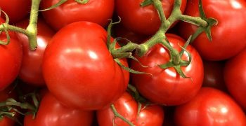 EU tomato production continues to fall