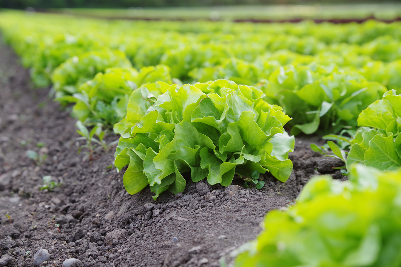 Expansion of Spanish organic farming