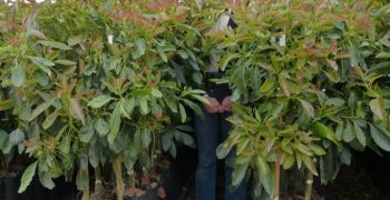 Westfalia launches two new co-owned avocado rootstocks from its breeding and selection programme