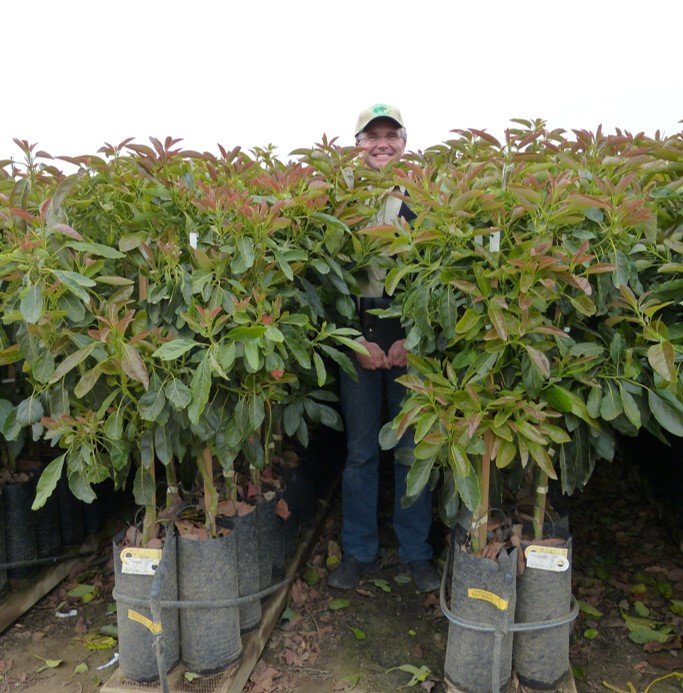 Westfalia launches two new co-owned avocado rootstocks from its breeding and selection programme