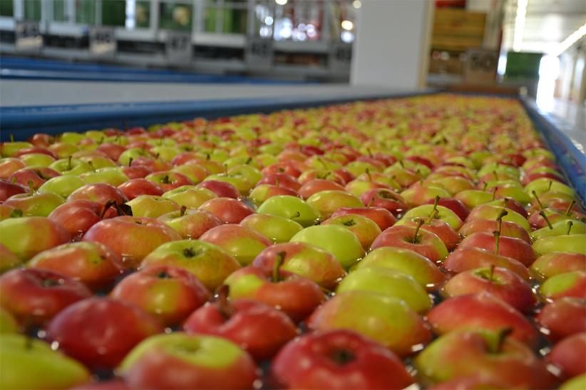 Apples from Europe at the market of UAE