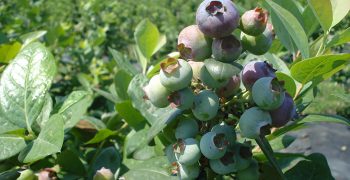 Argentina gets ready for the 2020 blueberry season
