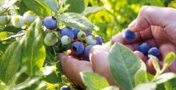 Chile diversifies blueberry markets
