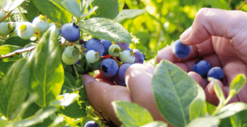 Chile diversifies blueberry markets 