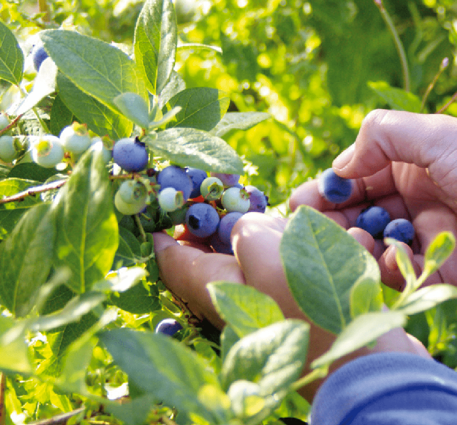 Chile diversifies blueberry markets 