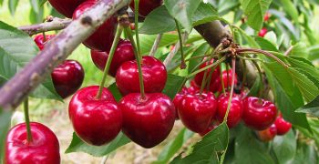 Bumper cherry crop expected for Chile
