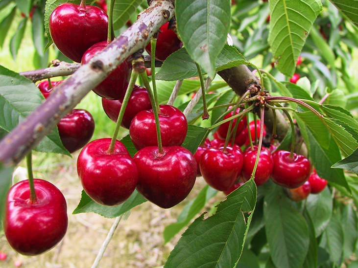 Bumper cherry crop expected for Chile © Réussir Fruits et Légumes