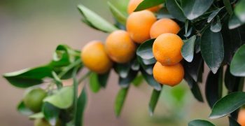 RSA citrus industry limits exports to EU