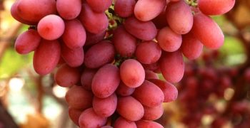 Southern Hemisphere grapes withstand impact of pandemic