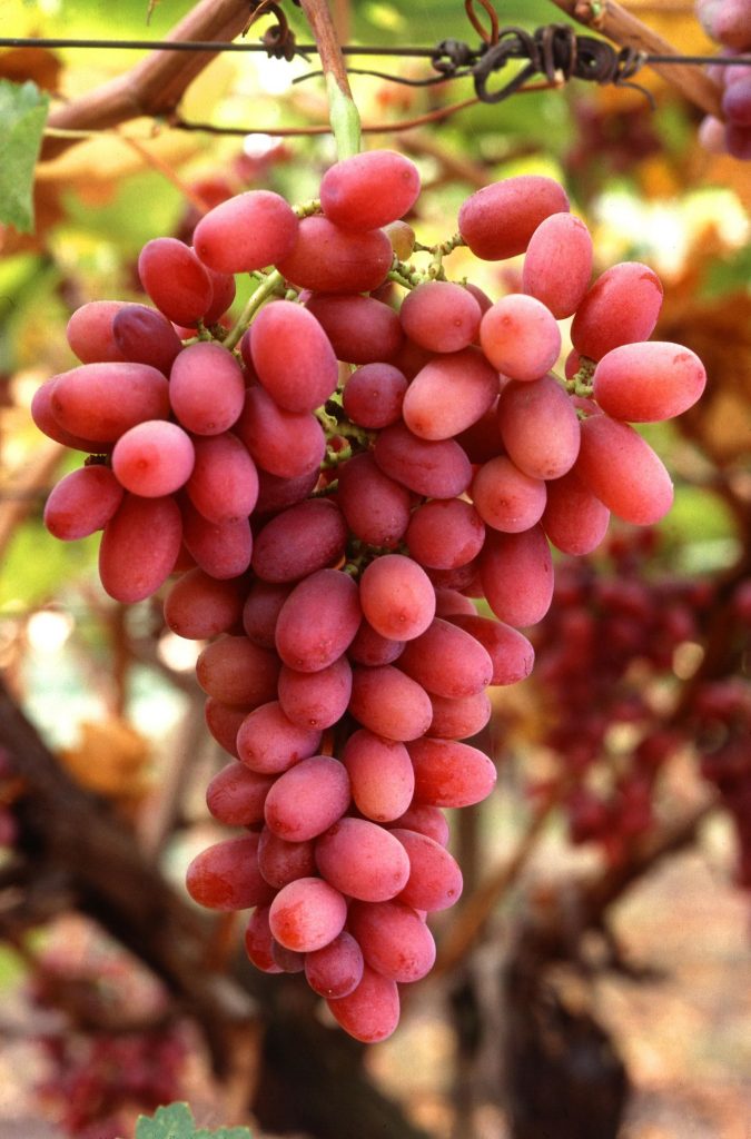 Southern Hemisphere grapes withstand impact of pandemic