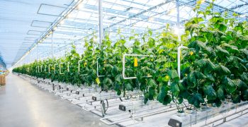 World’s largest indoor farm to be built in Abu Dhabi