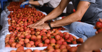 Vietnamese fruit exports to China plummet 