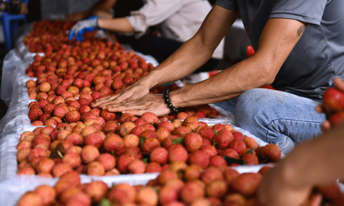 Vietnamese fruit exports to China plummet 