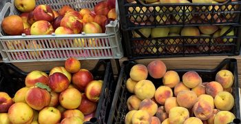Georgia increased its export of stone fruit and will raise its potato crops