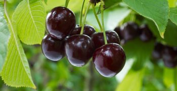 New investments in New Zealand’s cherry sector