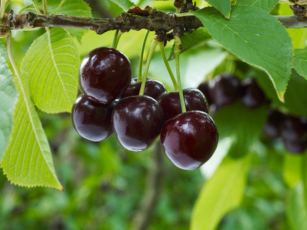 New investments in New Zealand’s cherry sector