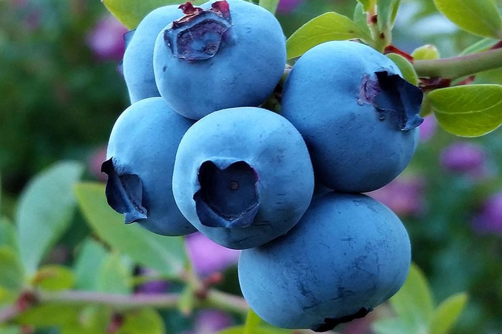 The webinar Blueberries in Easter Europe, long-term blueberry market outlook for the Eastern Europe