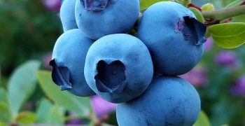 The webinar Blueberries in Eastern Europe, long-term blueberry market outlook for the Eastern Europe