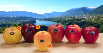 Melinda apples to debut in Asia 