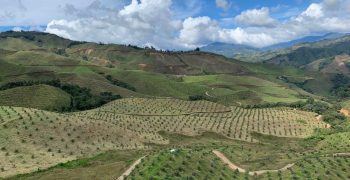 Chilean avocados gain foothold in Australia