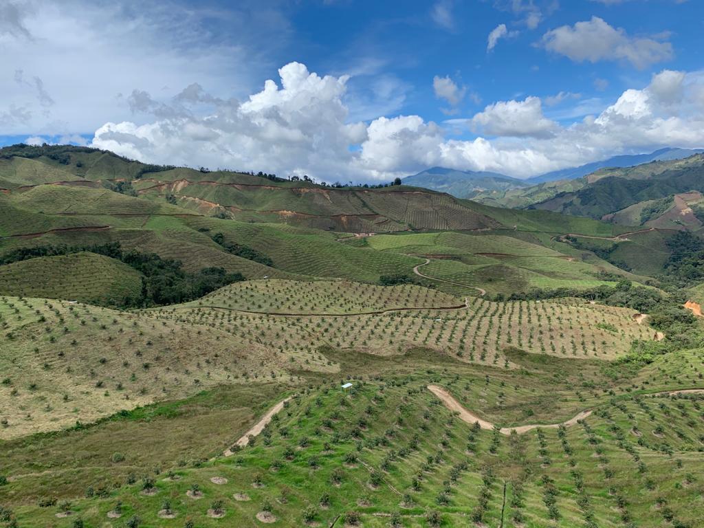 Chilean avocados gain foothold in Australia 