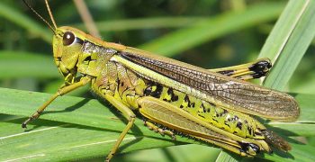 Struggle against the locust in Central Asia, successful initiatives