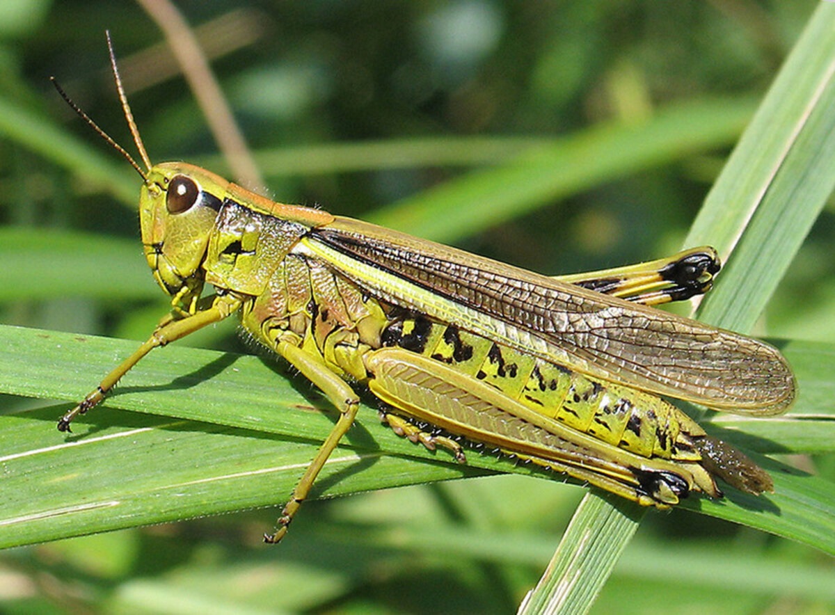 Struggle against the locust in Central Asia, successful initiatives