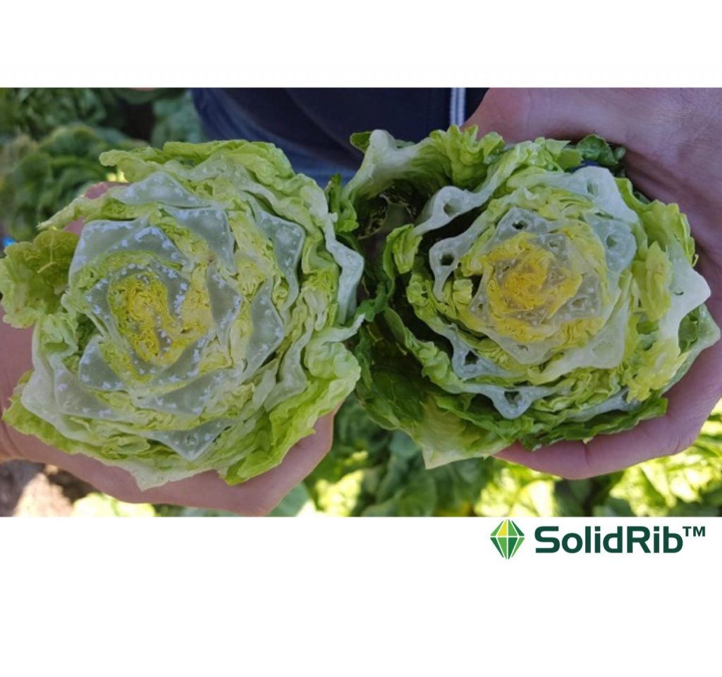 Syngenta Vegetable Seeds  new « mini-berg » and “solid-ribs” romaines