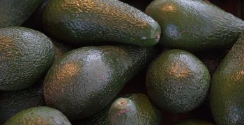 First Myanmar avocados land in UK
