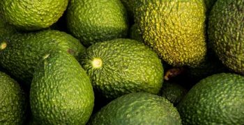 Strong growth forecast for Australian avocado